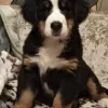 Photo №4. I will sell bernese mountain dog in the city of Дятлово. breeder - price - 313$