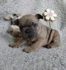 Additional photos: french bulldog puppies