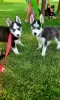 Photo №4. I will sell alaskan malamute in the city of Iowa City. private announcement - price - 400$