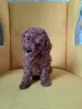 Photo №3. Toy poodle/miniature poodle puppies. Russian Federation