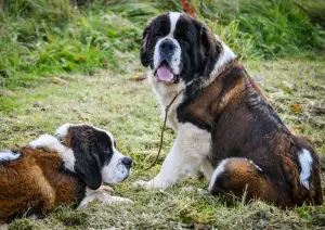 Photo №3. Saint bernard. Belarus