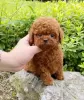 Photo №4. I will sell poodle (toy) in the city of Мёнхенгладбах.  - price - 376$