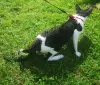 Photo №3. Mating Cornish Rex in Russian Federation. Announcement № 8312