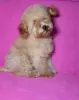 Photo №4. I will sell poodle (toy) in the city of Minsk. private announcement, from nursery, breeder - price - negotiated