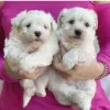 Photo №2 to announcement № 75386 for the sale of maltese dog - buy in United States 