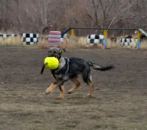 Additional photos: German Shepherd Working Breeding