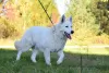 Photo №1. berger blanc suisse - for sale in the city of Frampol | 728$ | Announcement № 28768