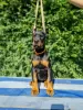 Photo №4. I will sell dobermann in the city of Москва. from nursery - price - negotiated