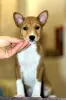 Photo №3. Basenji puppies. African non-barking dog.. Belarus