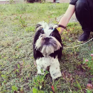 Photo №3. 2 cute Shih Tzu sisters - MM.lv. Belarus