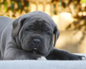 Photo №1. cane corso - for sale in the city of Yuzhnoukrainsk | 1625$ | Announcement № 2984