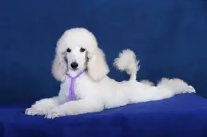 Photo №2 to announcement № 2375 for the sale of poodle (royal) - buy in Russian Federation from nursery, breeder