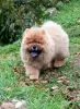 Photo №1. chow chow - for sale in the city of Mogilyov | negotiated | Announcement № 73655