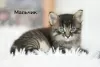 Additional photos: Charming kittens as a gift