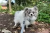 Additional photos: PARTI & MERLE XS DOUBLE COAT PUPPIES POMERANIAN