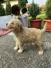 Photo №3. Lagotto Romagnolo puppies. Serbia