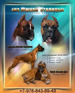 Photo №4. I will sell boxer in the city of Krasnodar. from nursery, breeder - price - 300$