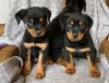 Photo №1. rottweiler - for sale in the city of Jena | 355$ | Announcement № 12044