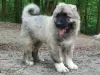 Photo №1. caucasian shepherd dog - for sale in the city of Kiev | 450$ | Announcement № 11224