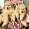 Photo №1. golden retriever - for sale in the city of Uppsala | 423$ | Announcement № 98604