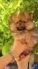 Photo №1. pomeranian - for sale in the city of Belgrade | negotiated | Announcement № 100839