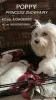 Photo №1. maltese dog - for sale in the city of Boston | 1400$ | Announcement № 92764