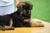 Additional photos: German shepherd dog