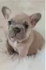 Photo №4. I will sell french bulldog in the city of Munich.  - price - 423$