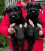 Additional photos: Medium sized Schnauzer puppies