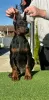 Photo №3. Doberman puppies for sale. Serbia