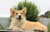 Additional photos: welsh corgi pembroke puppies girls from Interchampion