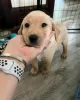 Photo №1. labrador retriever - for sale in the city of Gregolimano | negotiated | Announcement № 128775