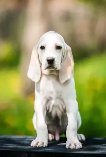 Additional photos: Porselin puppies from what it is world