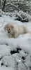 Photo №2 to announcement № 86345 for the sale of golden retriever - buy in Poland breeder