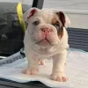 Photo №2 to announcement № 73286 for the sale of english bulldog - buy in United States 