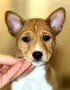 Additional photos: Basenji puppies. African non-barking dog.