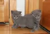 Photo №1. russian blue - for sale in the city of Diest | Is free | Announcement № 128959