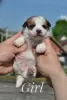 Additional photos: Puppies Jack Russell from the kennel