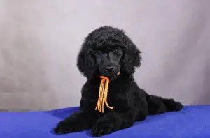 Photo №2 to announcement № 2376 for the sale of poodle (royal) - buy in Russian Federation from nursery, breeder