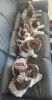 Additional photos: Lagotto Romagnolo puppies