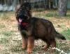 Additional photos: Beautiful dsh German Shepherd puppies.