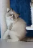 Photo №1. ragdoll - for sale in the city of Хасселт | Is free | Announcement № 128971