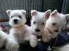 Photo №2 to announcement № 44885 for the sale of west highland white terrier - buy in Lithuania private announcement