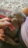 Additional photos: Scottish fold kitten