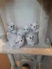 Additional photos: Lovely white British shorthair kittens available now for sale