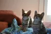 Additional photos: caracat and savannah kittens