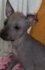 Additional photos: Xoloitzcuintle Puppy