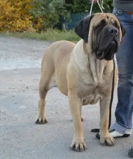 Additional photos: English Mastiff Puppies