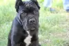 Photo №4. I will sell cane corso in the city of Brest. private announcement - price - 240$