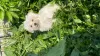 Additional photos: Maltese puppies for sale